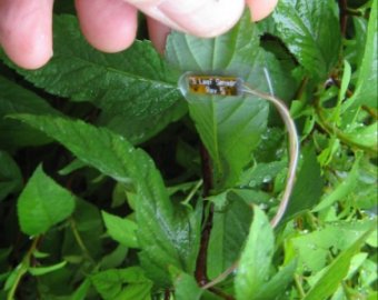 SG-1000  Leaf Sensor 